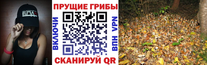 shop наркотические препараты  цена   Светлый  Галлюциногенные грибы GOLDEN TEACHER 